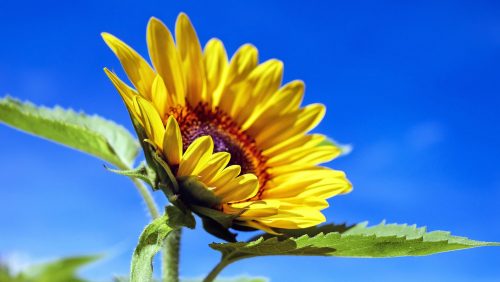 Zomercursus: Kracht van Mantra