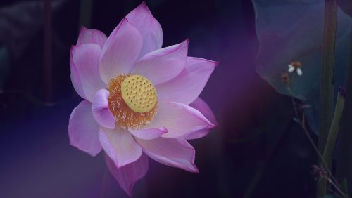 Yoga Nidra: 4 daagse opleiding