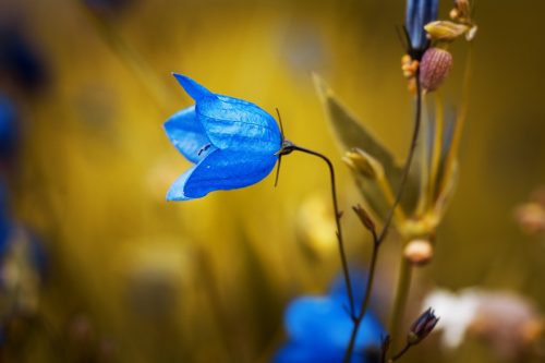 Zenuwstelselregulatie als ingang naar ontspanning met restorative yoga en Trauma-sensitieve Mindfulness– door Diana van der Gaast