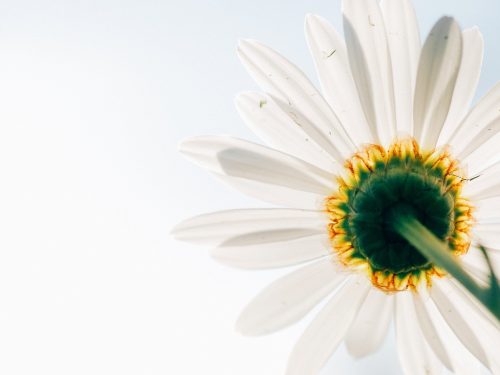 De kracht van Yoga tijdens de (peri) menopauze door Liese van Dam